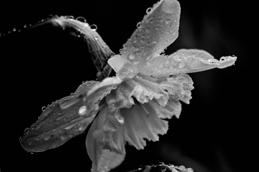 Droplet flower Photograph by Gerald Kloss
