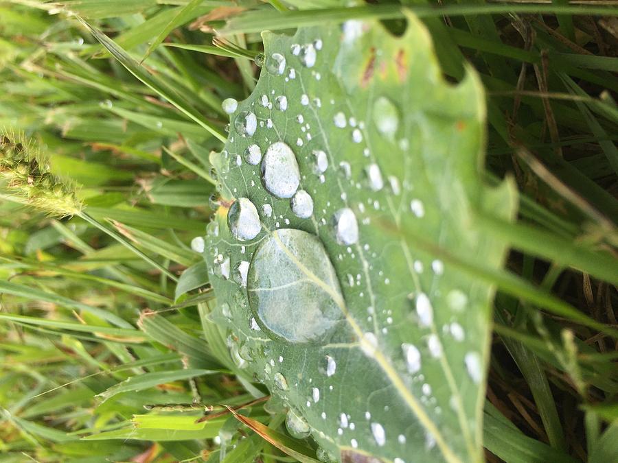 Leaf Photograph - Droplet by Nicole Prohaska