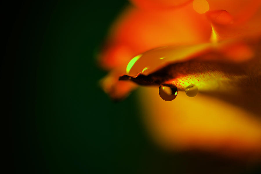 Droplet off a rose petal Photograph by Jeff Swan