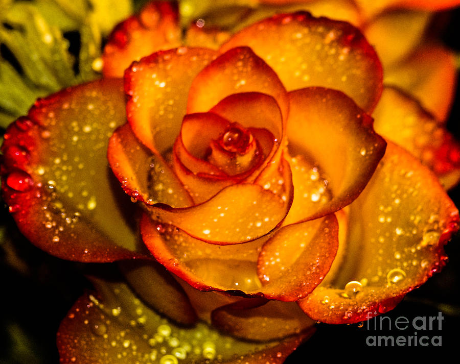 Droplet rose Photograph by Gerald Kloss
