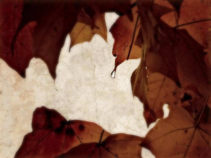 Fall Photograph - Droplet by Tatiana Gorbett