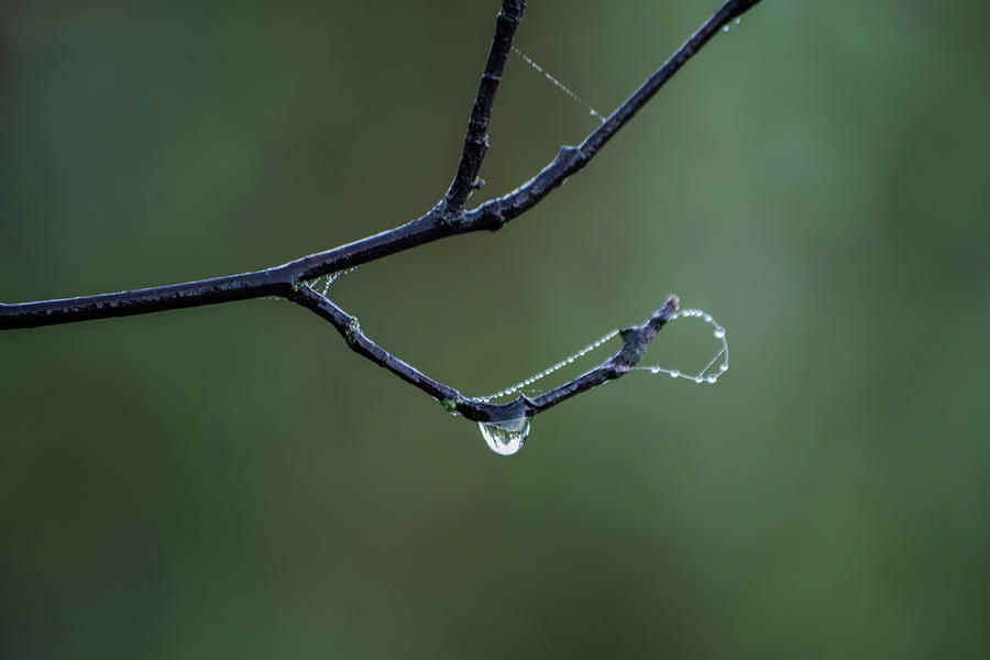 Droplet Photograph by Tim Beebe
