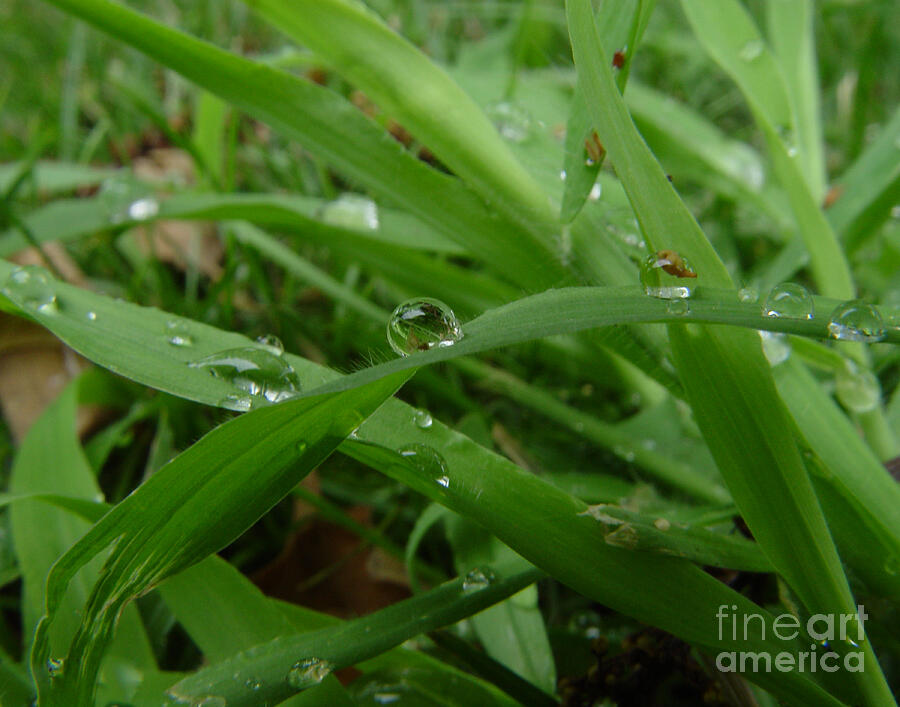 Water Droplet Photograph - Droplets 01 by Peter Piatt Water Droplet Photograph - Droplets 01 by Peter Piatt