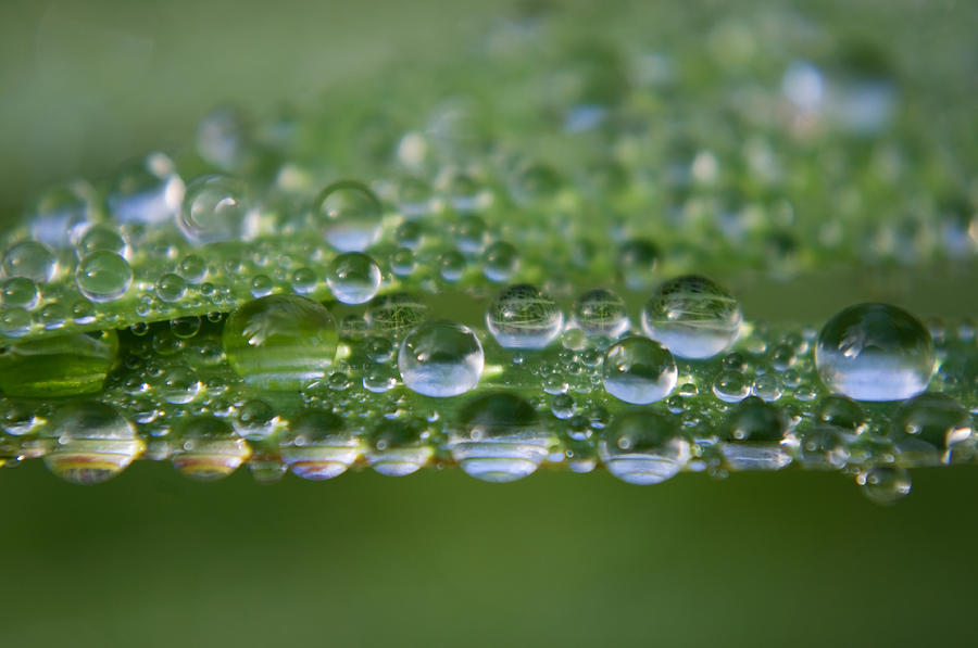 Droplets Photograph by Adria Trail