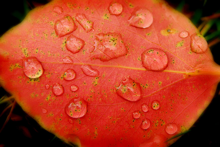 Droplets Photograph by Craig Incardone