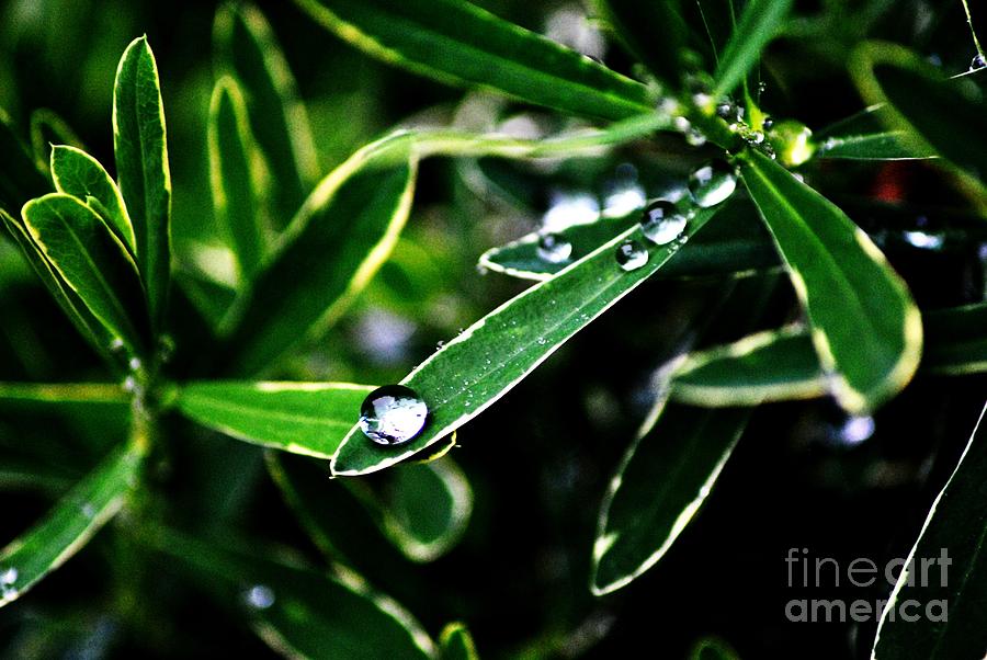 Droplets Photograph by Frank Larkin