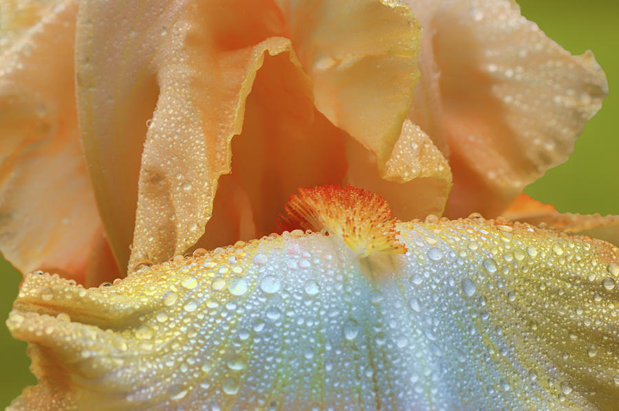 Droplets - Halo in Peach Photograph by Nikolyn McDonald