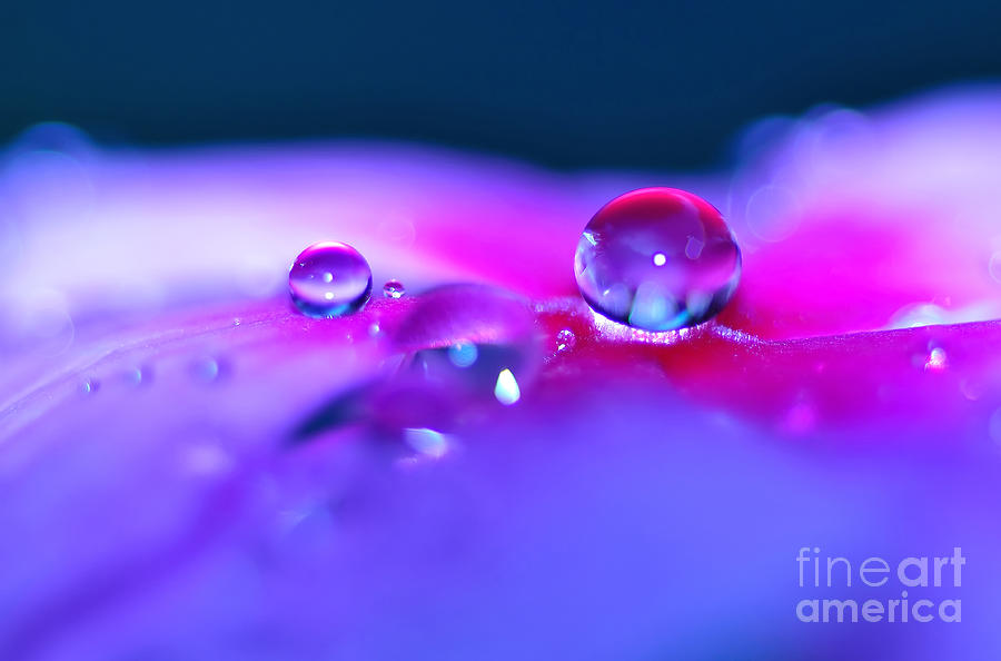Droplets in Fantasyland Photograph by Kaye Menner