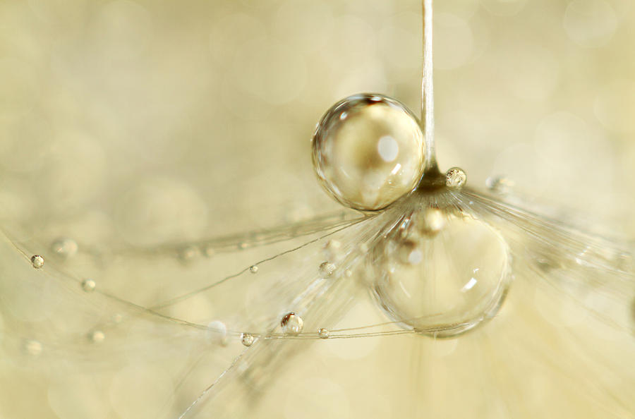 Abstract Photograph - Droplets in Gold by Sharon Johnstone