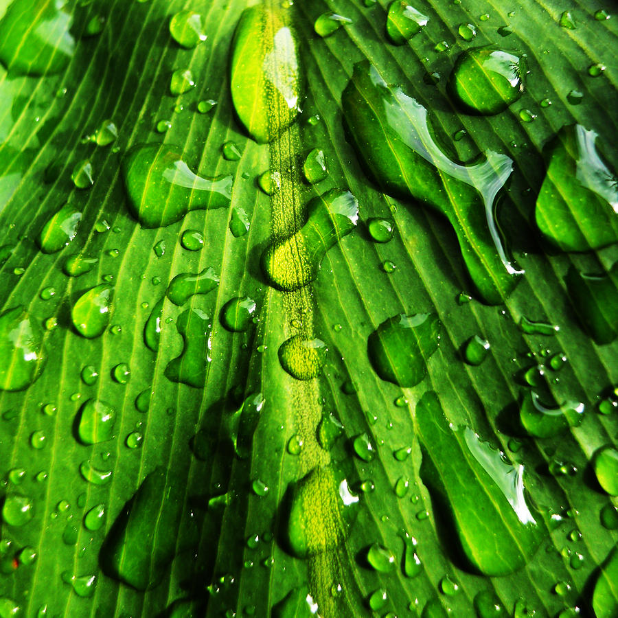Water on Leaf Photograph by Maggy Marsh
