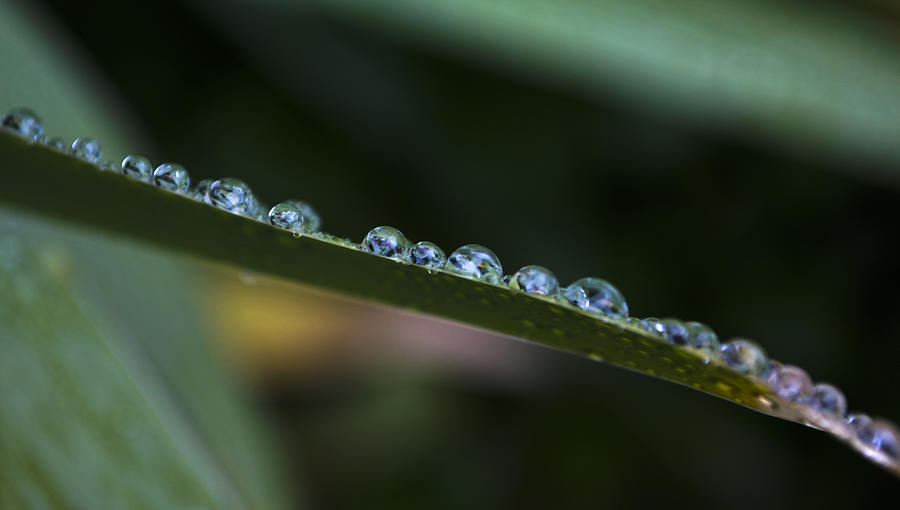 Nature Photograph - Droplets by Matthew Fredricey
