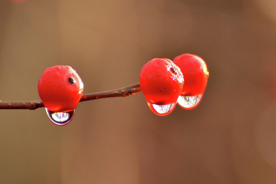 Droplets Photograph by Nancy Landry