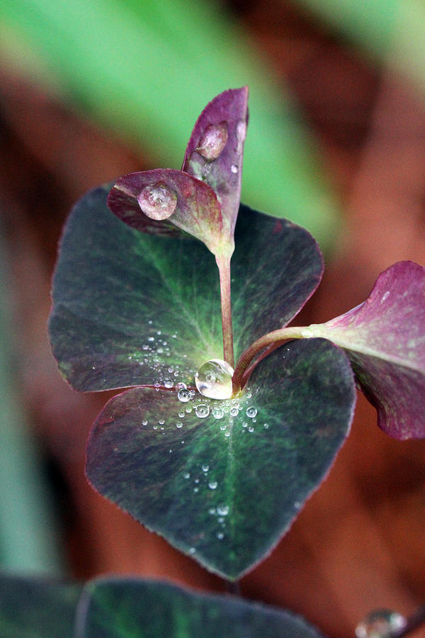 Droplets of Dew Photograph by Jennifer Robin