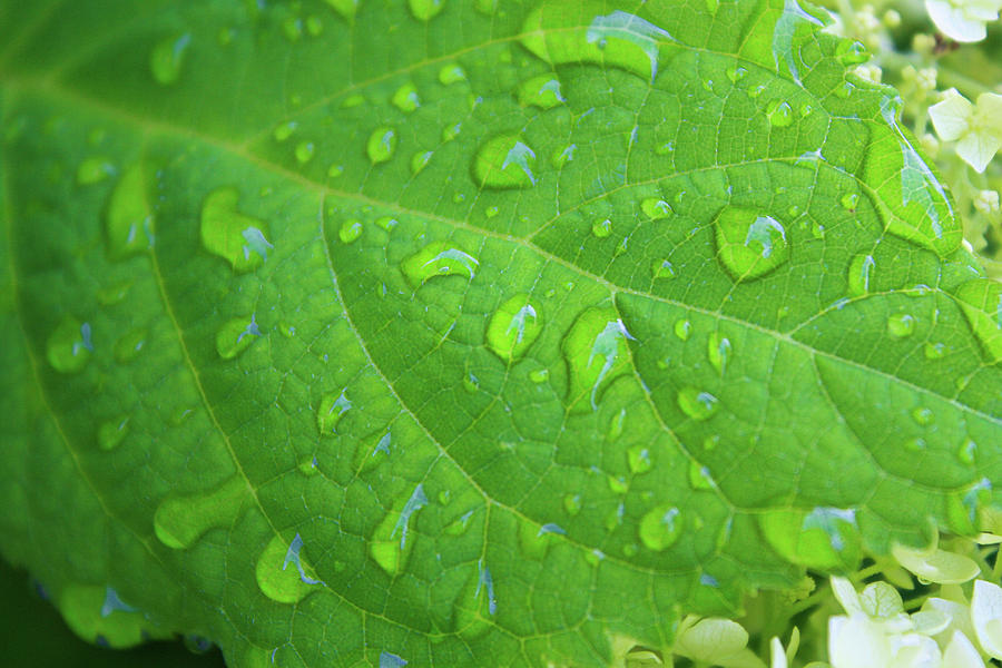 Droplets of Water Photograph by Selena Lorraine - Fine Art America