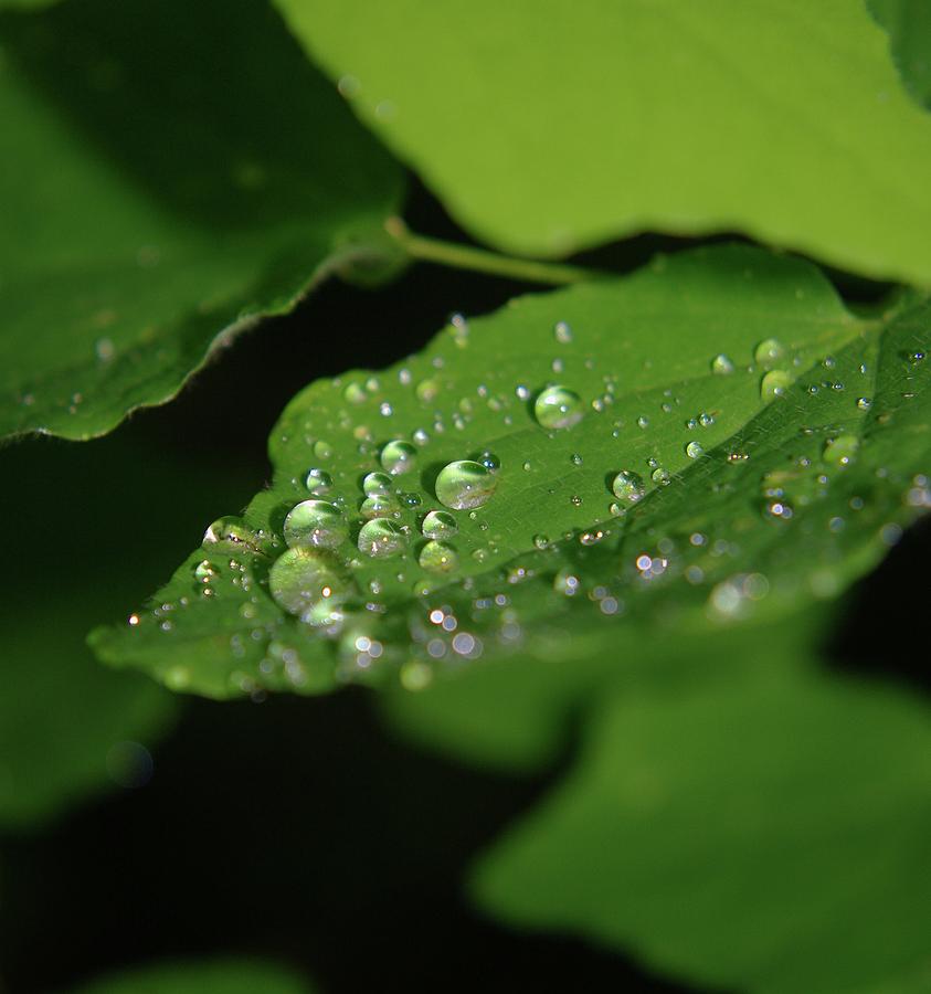 Raindrops Photograph - Droplets On A Leaf  by Jeff Swan