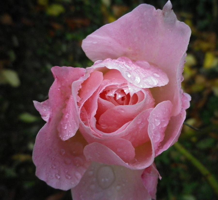 Droplets On A Pink Rose Photograph by Richard Brookes