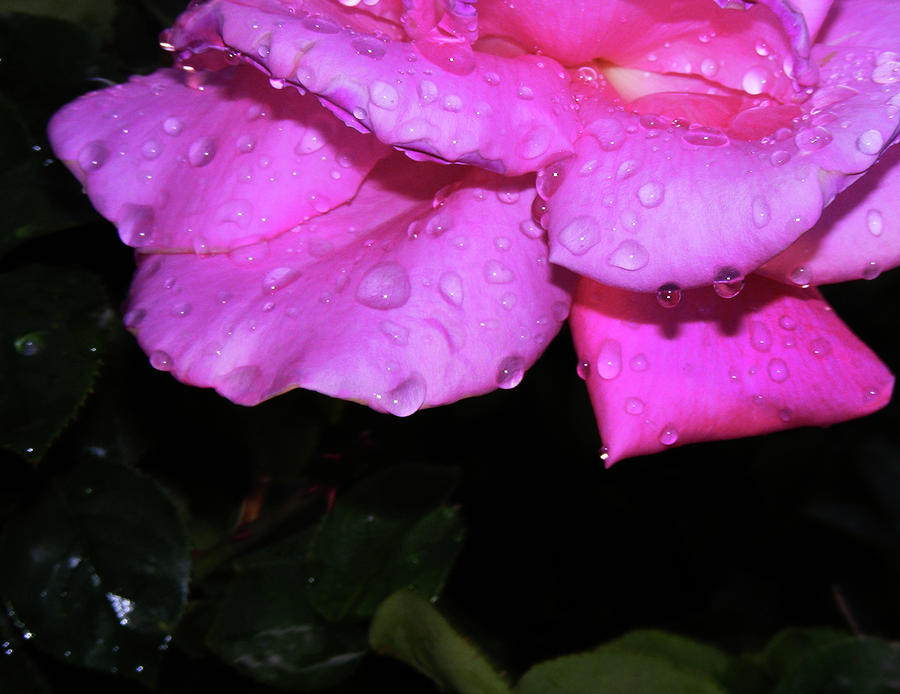 Droplets On A Rose Photograph by Wilma Stout