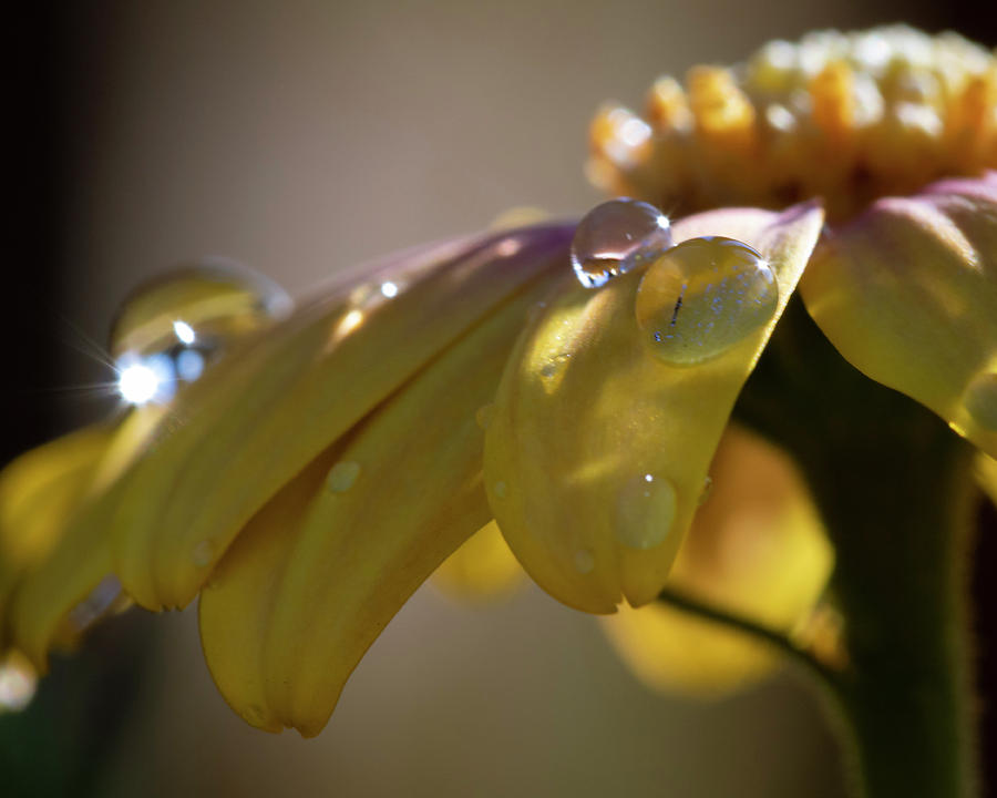 Droplets on African Daisy Photograph by Catherine Avilez