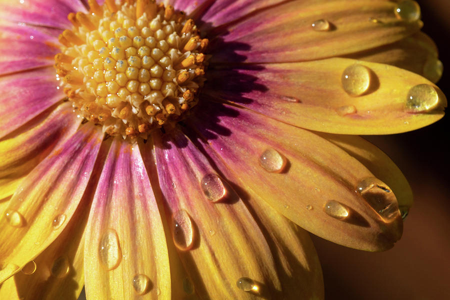 Droplets on African Daisy II Photograph by Catherine Avilez