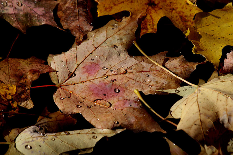 Droplets on fallen leaves Photograph by Doris Potter