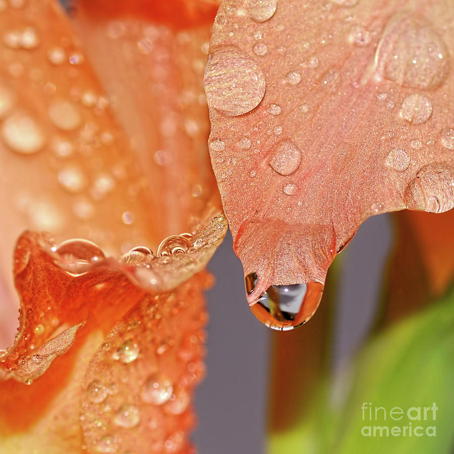 Droplets on Gladioli by Kaye Menner Photograph by Kaye Menner