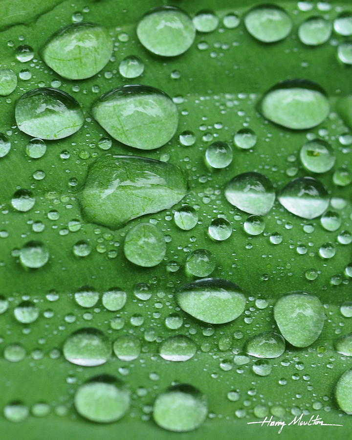 Droplets On Green Photograph by Harry Moulton