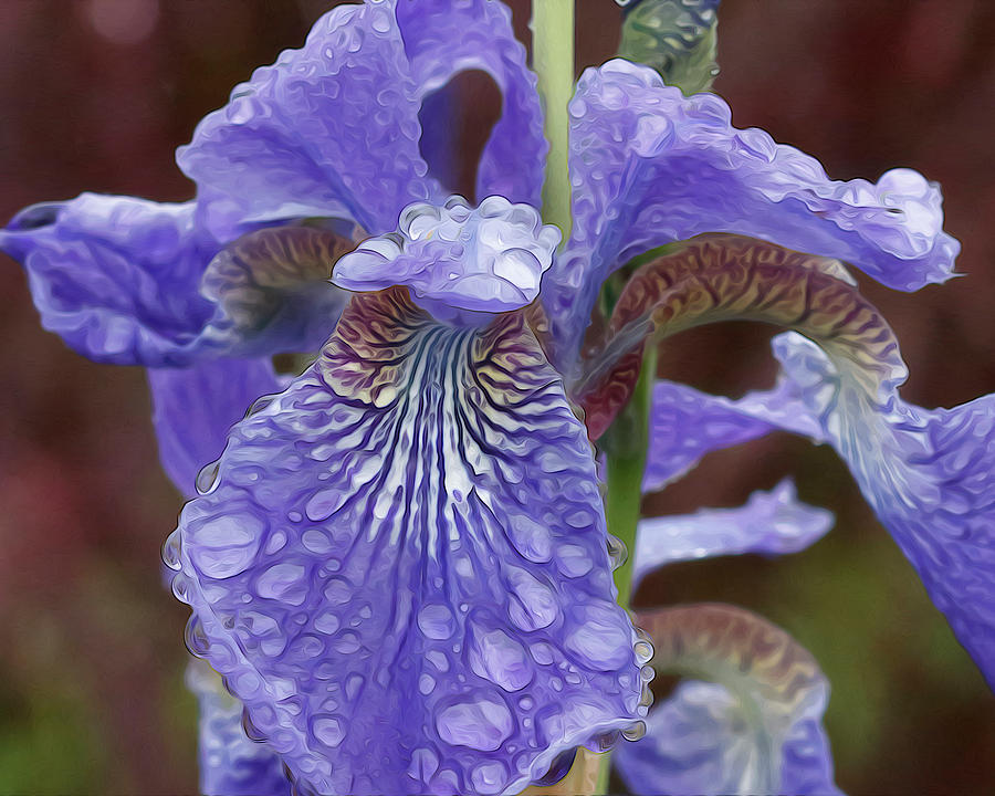 Droplets on Iris Photograph by Catherine Avilez