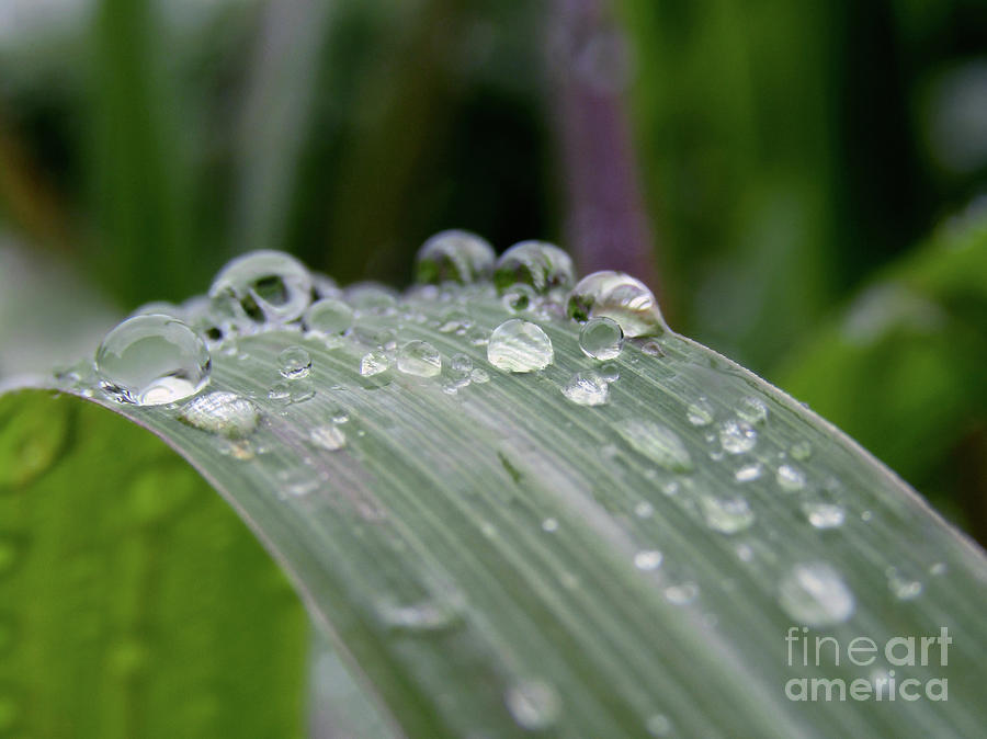 Droplets On Leaves 2 Photograph by Kim Tran