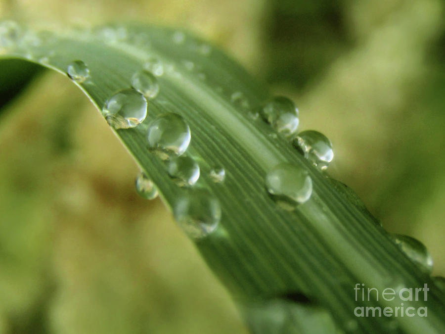 Droplets On Leaves 3 Photograph by Kim Tran