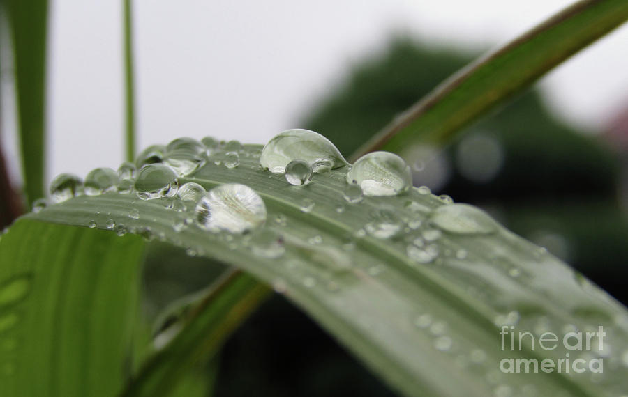 Droplets On Leaves  Photograph by Kim Tran