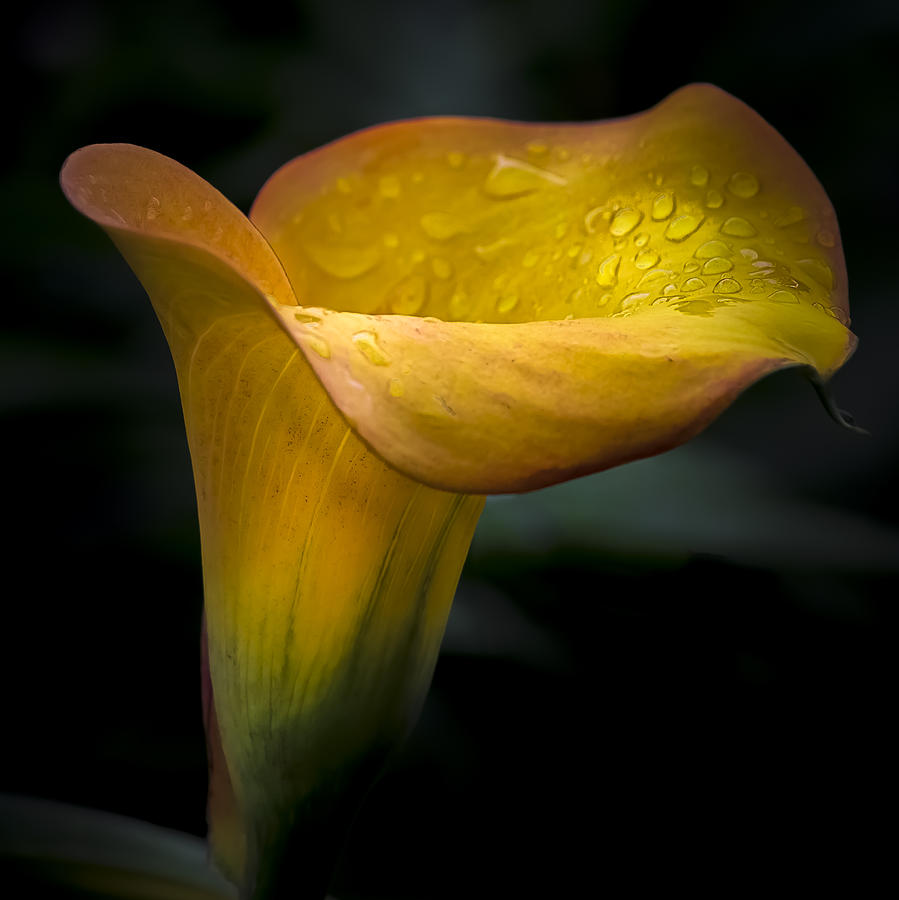 Lily Photograph - Droplets on Mango Lily by Julie Palencia