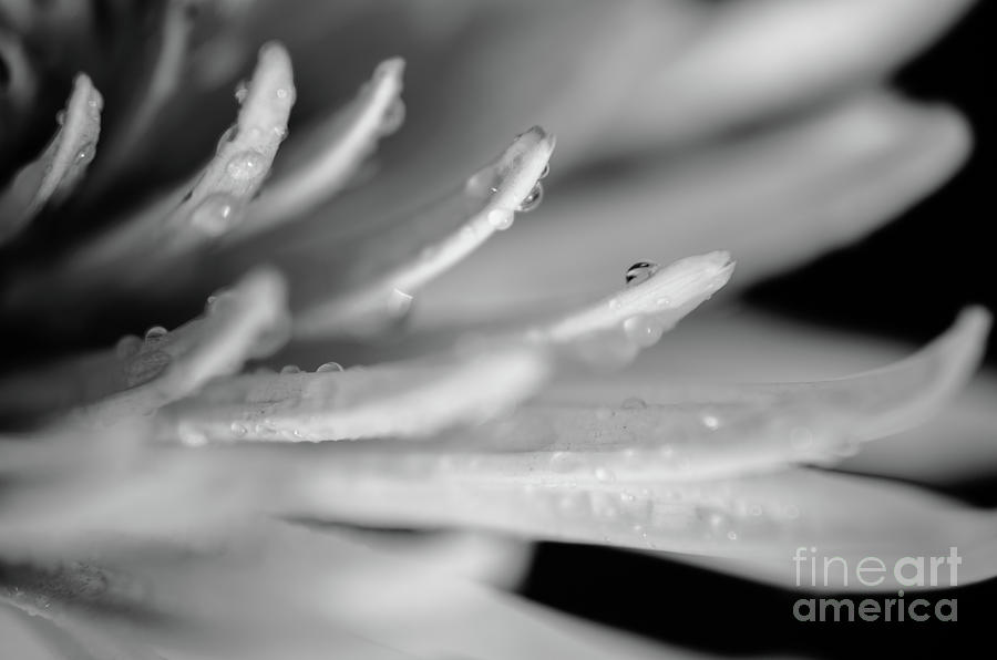 Droplets on Petals in Black and White Botanical / Nature / Floral Photograph Photograph by PIPA Fine Art - Simply Solid
