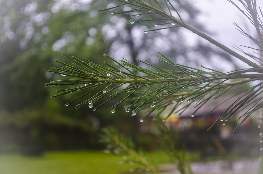 Droplets on Pine Branch Photograph by Deborah Smolinske