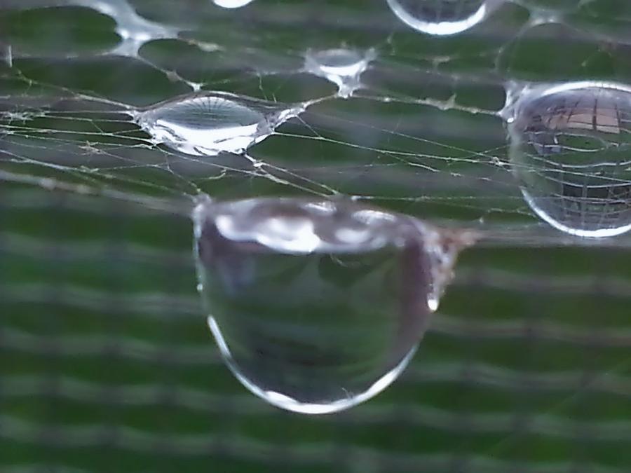 Droplets On Spider Web Photograph