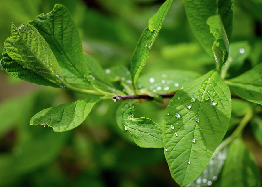Leaf Photograph - Droplets on Spring Leaves by Trance Blackman Leaf Photograph - Droplets on Spring Leaves by Trance Blackman