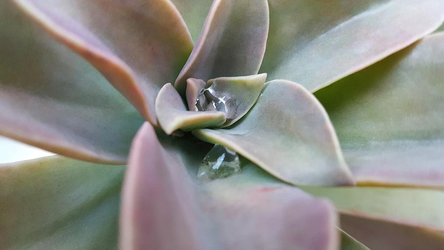 Droplets on Succulent Photograph by Ian Kowalski