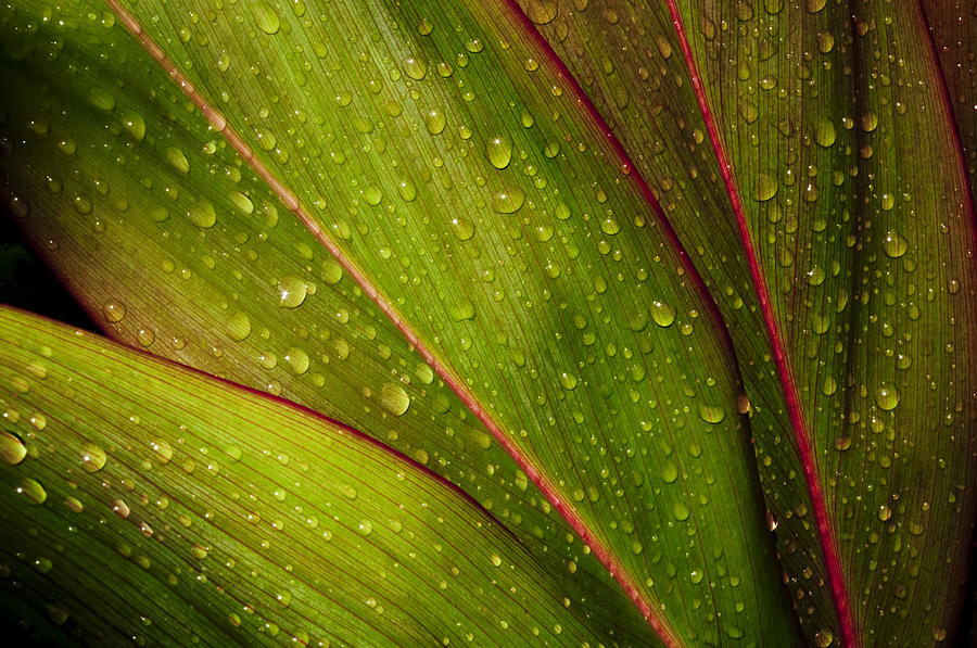 Abstract Photograph - Droplets on Ti Leaves by Joe Carini - Printscapes