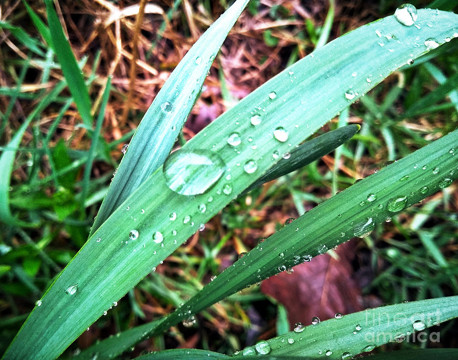 Droplets Photograph by Robert Knight