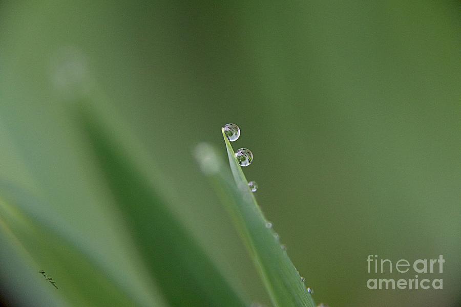 Droplets Photograph by Yumi Johnson