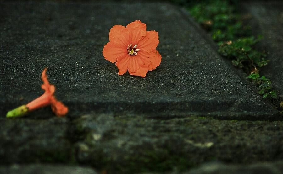 Dropped Flowers 2 Photograph by Rangga Prasaja Fine Art America