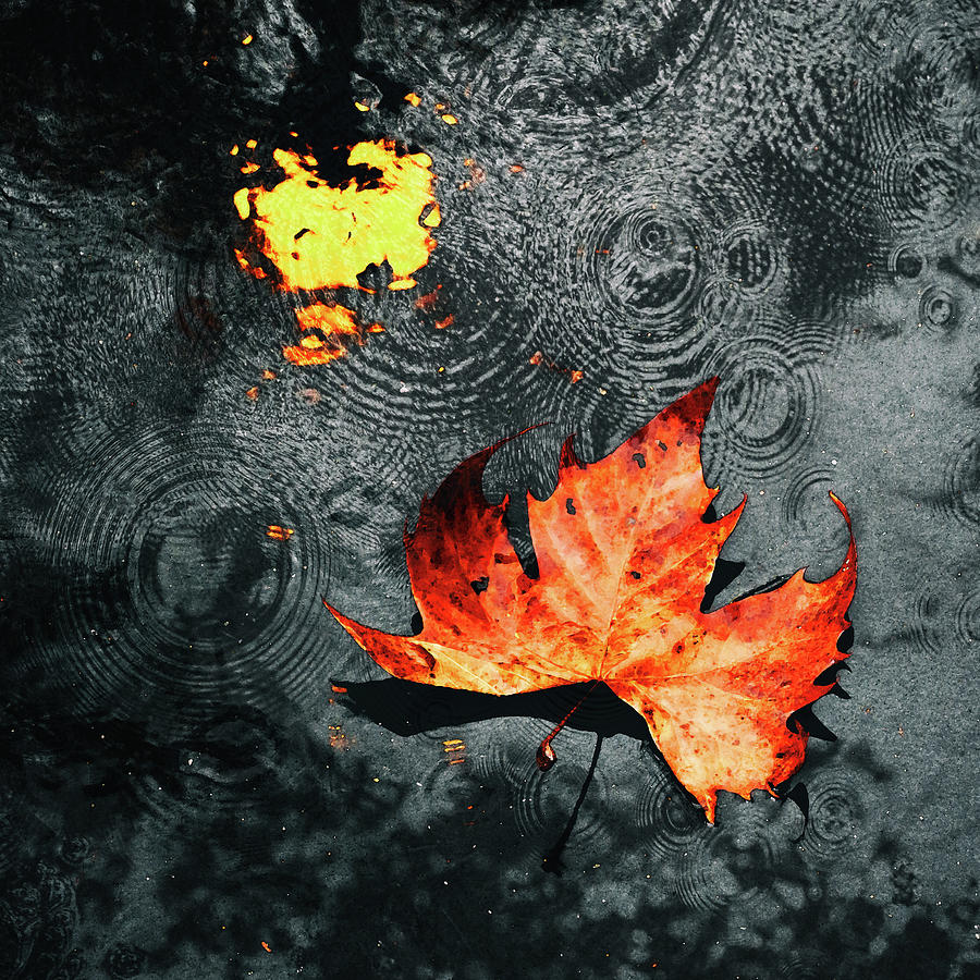 Fall Photograph - Dropped by Iryna Goodall
