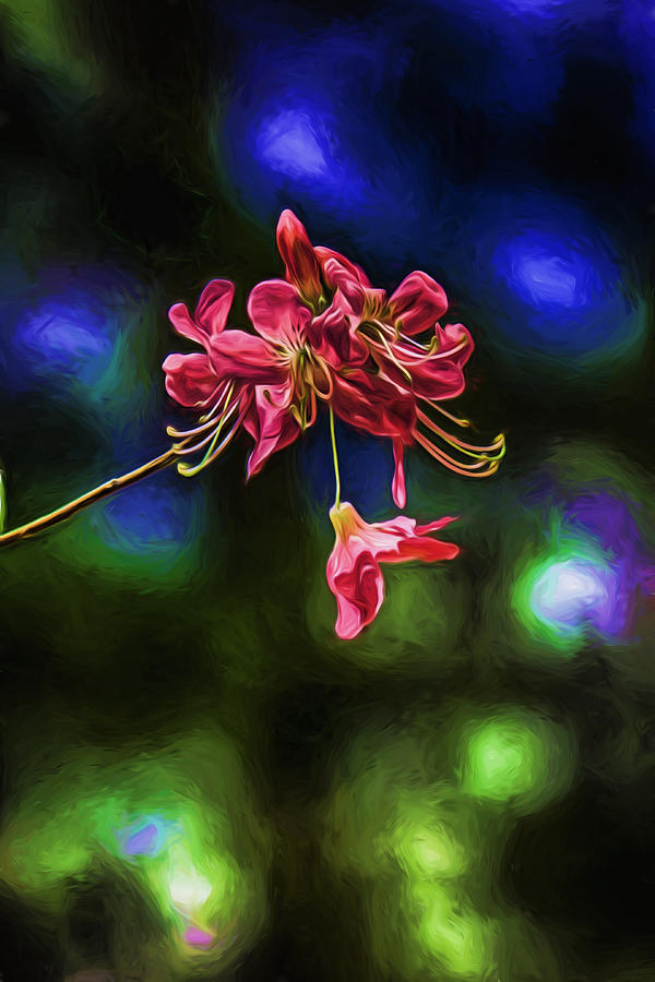 Flower Digital Art - Dropping Azaleas by John Haldane