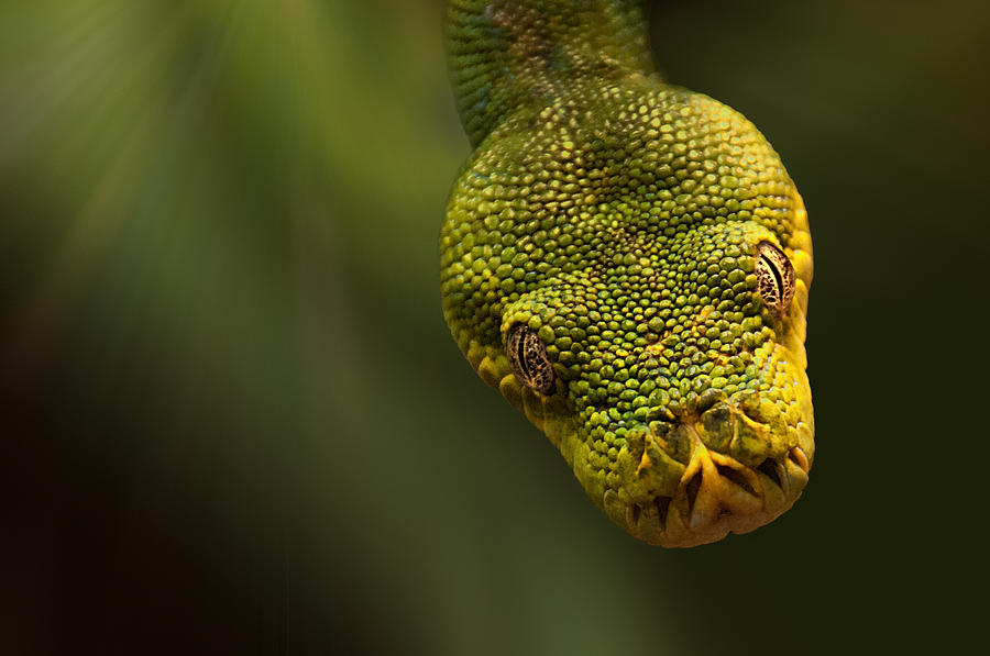 Dropping In - Emerald Tree Boa Photograph by Mitch Spence