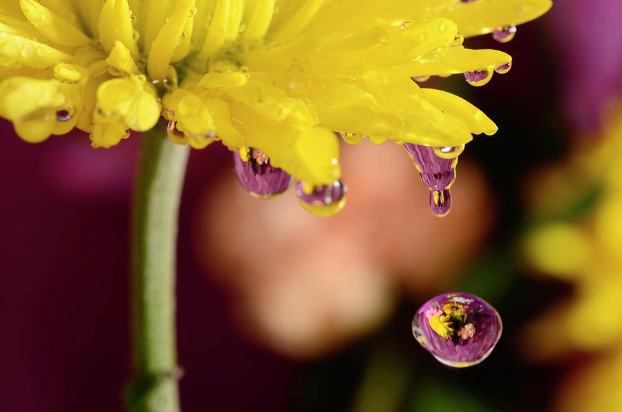 Drops from yellow Photograph by Laura Mountainspring