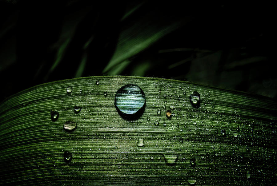 Drops Photograph by Livio Ferrari