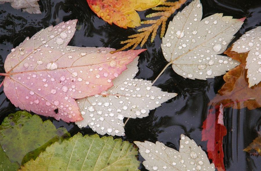 Drops of Autumn Photograph by Sandra Peery