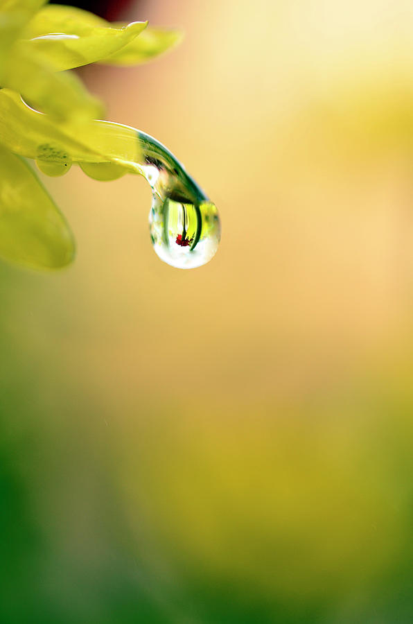 Drops of Colorful Reflection Photograph by Laura Mountainspring