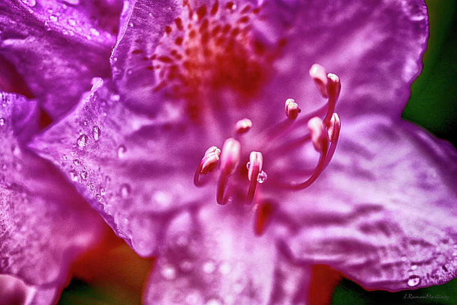 Blossom Photograph - Drops of dew on flower by Ramon Martinez