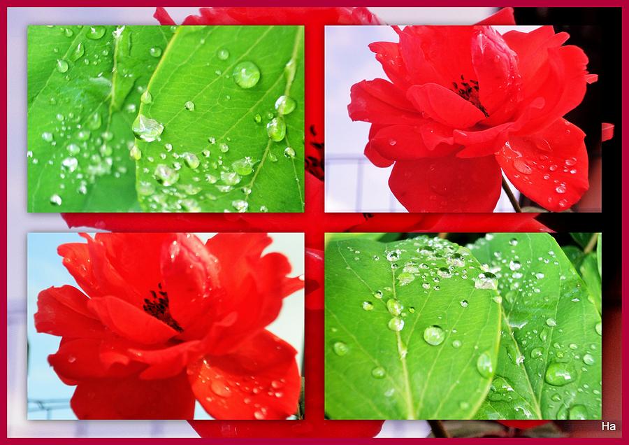 Drops Of Dew With Roses Digital Art by Halina Nechyporuk