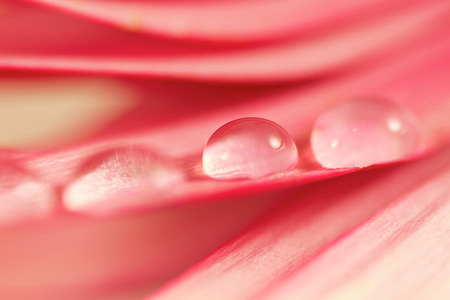 Drops of Gerber Photograph by Stephanie Palmer | Fine Art America